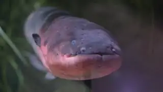Meet the Fish That Makes Electricity! Electric Eels: Nature&rsquo;s Shocking Surprise #nature #wildlife
