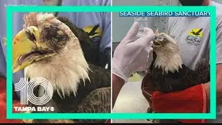 Seminole family develops bond with injured bald eagle found in their yard
