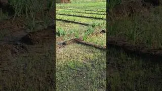 प्याज की नर्सरी में ये काम करें 🌱🧅 pyaj ki nursery | onion #pyaj