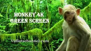 green screen monkey for animation