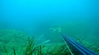 Spearfishing Shi Drums/M&upsilon;&lambda;&omicron;&kappa;ό&pi;&iota;&alpha;/Umbrina cirrosa/minekop