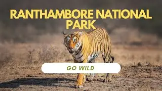 Ranthambore National Park - Ranthambore Online Safari - Ranthambore Tiger Safari - Travel Yaatri