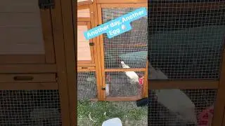 Another Day, Another Egg! This makes #3 #tips #chicken #garden #egg #chickencoop #viral #fyp #tips