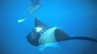 A day in the life: Barefoot Manta Island