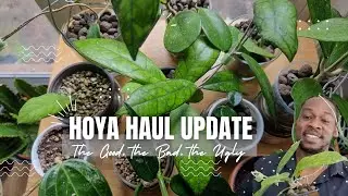 Hoya Haul - New Growth, Pests and Updates