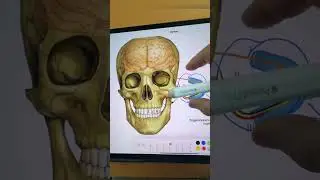 Удивительная связь между челюстью и мозгом!