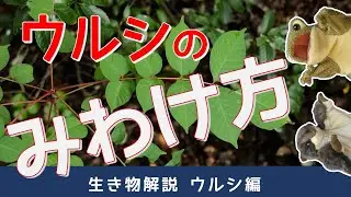 ウルシ編【生き物解説】ウルシの赤い軸は赤信号！？