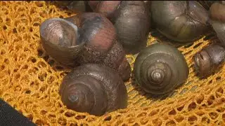 Invasive snail warning in Georgia | What to know