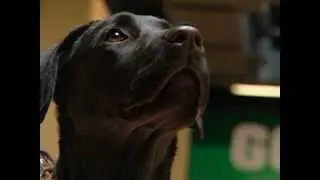 Service Dog answers phone, does laundry, opens doors ...