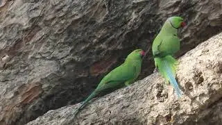 Mating of Rose-ringed Parakeet