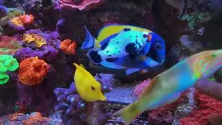 CẬP NHẬT HỒ 120CM SAU 10 THÁNG VẬN HÀNH - SAIGON MARINE AQUARIUM