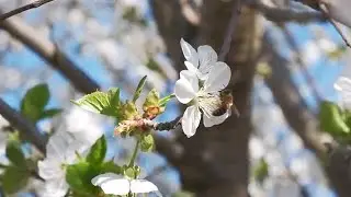 Bee On Cherry Stock Video