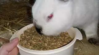 Dnes už Fiona porodila malé králičata 🐰🐰