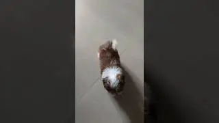 #startliving #waffle #mycutepie #puppy #petlover #cutenessoverloaded