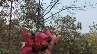 Flowering season of Kapok / Silk red silk-cotton / Bombax ceiba