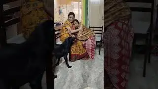 My Labrador Rani video 665