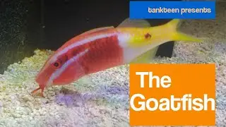 The Goatfish