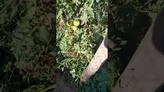 orto pomodori zucchine romanesche