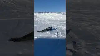 Wow is this peacock lost! 😬😳