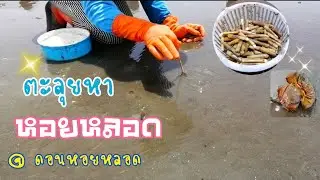 หาหอยที่ดอนหอยหลอด จ.สมุทรสงคราม