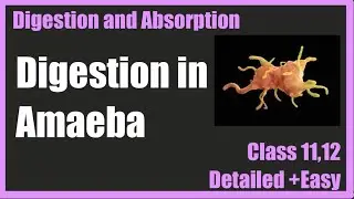 Digestion in Amoeba in detail | Intra cellular digestion | Class 11,12