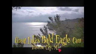 🗓️ Daily Bald Eagle Highlight (Nov 15) | Book your stay: WestBayWanderlust.com
