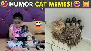 Memes That Blend Internet&rsquo;s Most Favorite Things &mdash; Humor And Cats | Humor Sweet