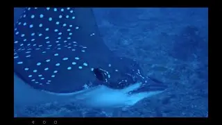 Maldives, Liveaboard MV Spirit, Part 2, Sharks