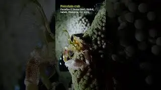 Porcelain crab feeding #mabul #sabah #scubadiving