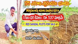 175 Acres Red Sandal Farmland For Sale | Per SQYD Cost Is Rs : 537 /- Only | Red Sndal Plots Sale