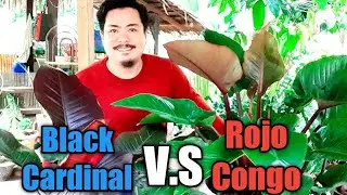 DIFFERENCE BETWEEN BLACK CARDINAL AND ROJO CONGO PHILODENDRON. | PHILODENDRON | PLANT TUBE.