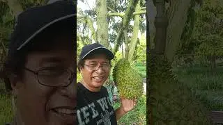 DURIAN BAWOR. #artist #entertainment #wisata #durian #music