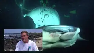 The Manta Ray (pt.1)