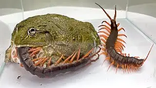 The Pacman Frog hungry VS The Centipede King / Pacman Frog , African Bullfrog【LIVE FEEDING】