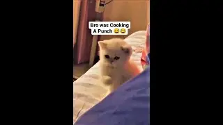 bro was cooking a sucker punch