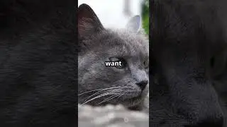 Hilarious Male Cat Quirks!