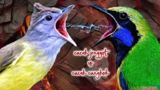 SUARA JERNIH❗CUCAK JENGGOT & CUCAK CUNGKOK