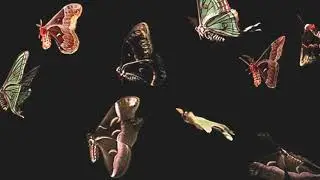 (FREE) Asap Rocky X Playboi Carti Type Beat 