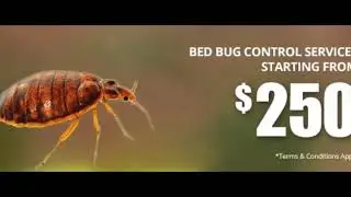 Perth Pest Inspections