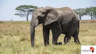 Elephants Crossing the Road - MUST SEE Wildlife Encounter!