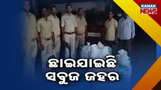Reporter Live: Ganja Mafia on the Run, Odisha Police Seize Crores Worth of Cannabis