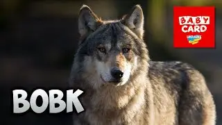 Вовк. Дикі тварини України. Серія «Природне довкілля». Пізнаймо світ разом!