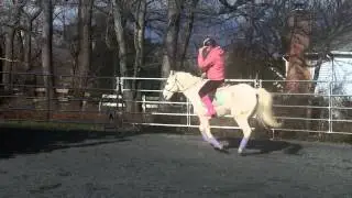 Apollo jumps in a halter w/reins attached