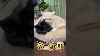 あったか寝具　ネコ布団