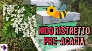 Apicoltura nido ristretto pre acacia