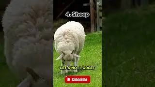 Top 5 Farm Animals for Beginners