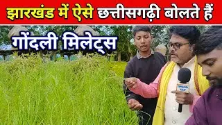 Gondli Millets In Gumla Jharkhand।। झारखण्ड में ऐसे छत्तीसगढ़ी बोलते हैं। #omprakashausar