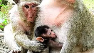 Popeye Want Hold Baby Monkey Sweetie or Grab.