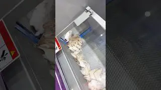#cut #meat #machine #slicer