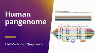 Building upon the human pangenome: David Porubsky | UW Medicine
